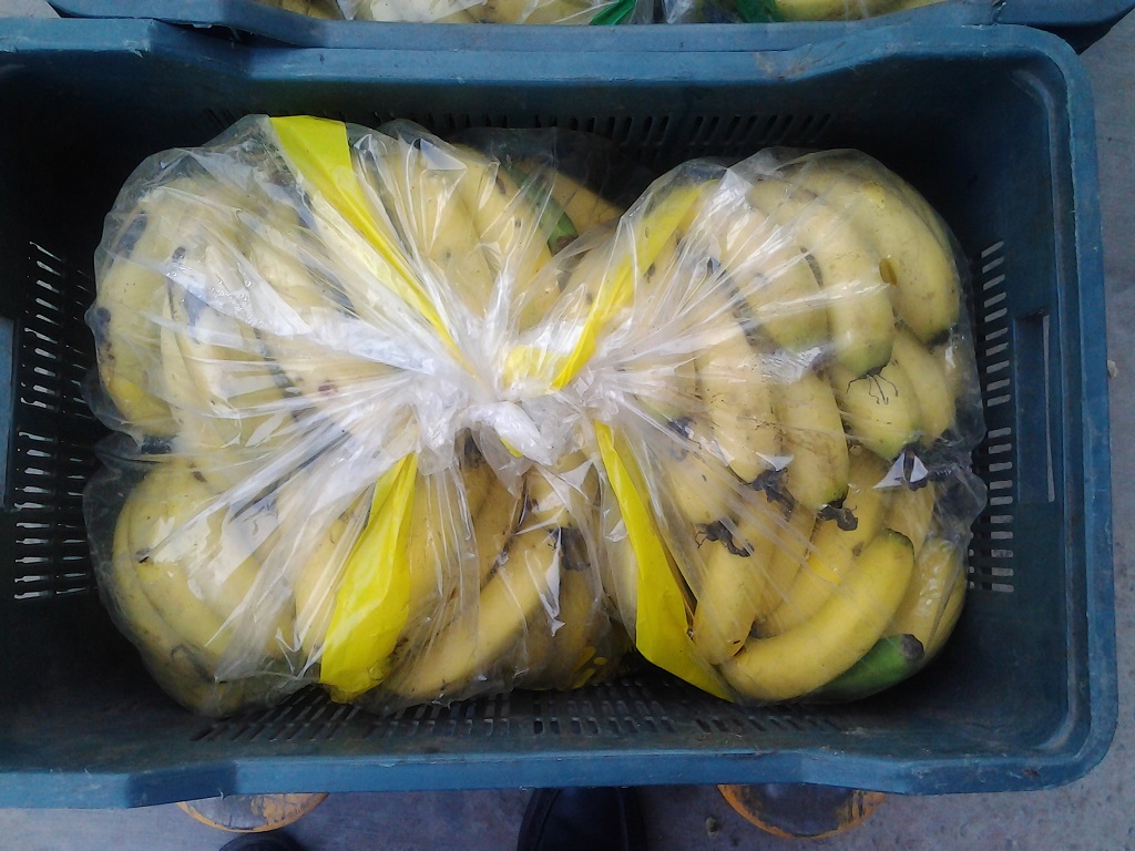 Banana G9 Ripe C18PB